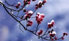 李商隐《十一月中旬至扶风界见梅花》“素娥惟与月，青女不饶霜”翻译赏析